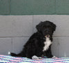 AKC Registered Portuguese Water Dog For Sale Fredricksburg OH Female-Ember