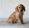 AKC Registered Golden Retriever For Sale Millersburg OH Male-Billy