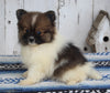 ACA Registered Pomeranian For Sale Millersburg OH Female-Julie