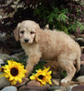 Medium F1BB Goldendoodle For Sale Millersburg OH Male-Drew