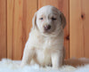 AKC Registered Labrador Retriever For Sale Fredericksburg, OH Female- Addy