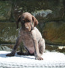 AKC Registered German Shorthaired Pointer For Sale Fredericksburg OH Male-Remington