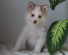 Pomsky For Sale Fredericksburg, OH Female- Demi
