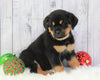 AKC Registered Rottweiler For Sale Holmesville, OH Female- Noel