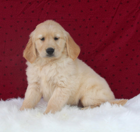 AKC Registered Golden Retriever For Sale Fredericksburg OH Male-Pete