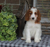 Medium F1BB Goldendoodle For Sale Millersburg OH Female-Dollie