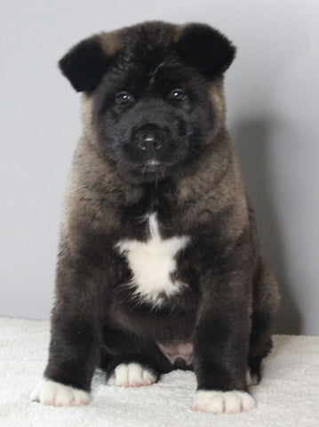 AKC Registered Akita For Sale Millersburg OH Female-Holly