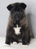 AKC Registered Akita For Sale Millersburg OH Female-Holly