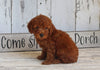 AKC Registered Toy Poodle For Sale Millersburg OH Female-Hope