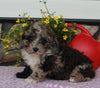 ACA Registered Mini Poodle For Sale Sugarcreek OH Male-Keith