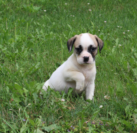 English Bulldog/Puggle For Sale Sugarcreek OH Female-Quinn