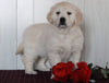 AKC Registered English Cream Golden Retriever For Sale Fredericksburg, OH Female- Sky