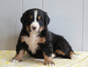 AKC Registered Bernese Mountain Dog For Sale Millersburg, OH Female- Candi