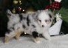 Mini Australian Shepherd For Sale Orrville OH Male-Mason