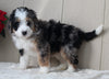 Mini Bernedoodle For Sale Millersburg OH Female-Regina