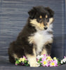 AKC Registered Collie (Lassie) For Sale Fredericksburg, OH Female- Lily