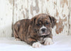 Beabull For Sale Holmesville, OH Male- Winston