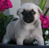 Pug For Sale Millersburg OH Female-Sugar