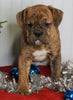 Boxer/Bulldog For Sale Fredericksburg OH Male-Keegan