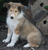 AKC Registered Lassie Collie For Sale Millersburg OH Female-Wanda