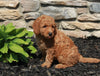 Mini Goldendoodle For Sale Sugarcreek OH Female-Jane