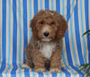 F1BB Mini Labradoodle For Sale Millersburg OH Male-Ernie