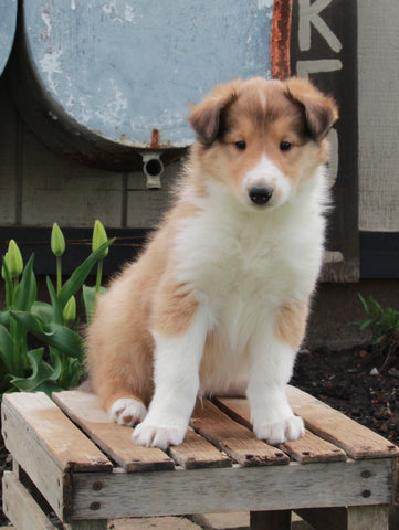 AKC Registered Collie Lassie For Sale Fredricksburg OH Male-Hershel