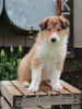 AKC Registered Collie Lassie For Sale Fredricksburg OH Male-Hershel