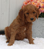 Standard Goldendoodle For Sale Shreve OH Female-Paige