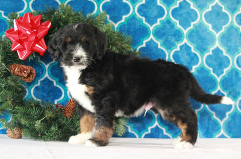 Bernedoodle (Standard) For Sale Sugarcreek, OH Male- Marshall