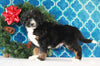 Bernedoodle (Standard) For Sale Sugarcreek, OH Male- Marshall