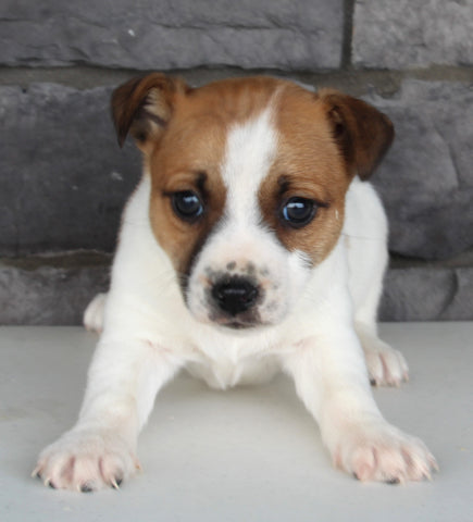 Jack Russel For Sale Millersburg OH Female-Sandy