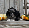 Aussiedoodle For Sale Millersburg OH Female-Tasha