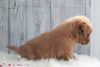 AKC Registered Golden Retriever For Sale Millersburg, OH Male- Buddy