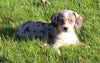Mini Australian Mix For Sale Sugarcreek OH Female-Gracie