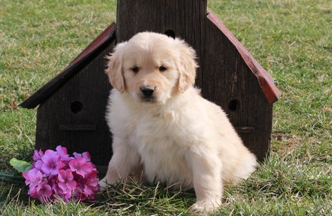 AKC Registered Golden Retriever For Sale Fredericksburg, OH Male- Les