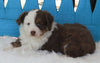Mini Australian Shepherd For Sale Fredericksburg OH-Female Ruby