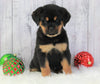 AKC Registered Rottweiler For Sale Holmesville, OH Female- Noel