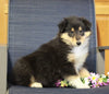 AKC Registered Collie (Lassie) For Sale Fredericksburg, OH Female- Lily