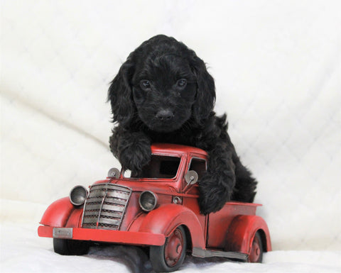 Cockapoo For Sale Millersburg, OH Male- Boomer
