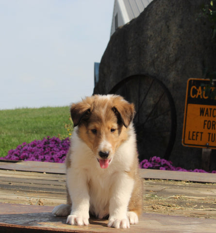 Collie Lassie For Sale Fredericksburg OH Male-George