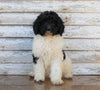 AKC Registered Standerd Poodle For Sale Millersburg OH Female- Coco