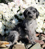 F1B Medium Labradoodle For Sale Millersburg OH Female-Fern
