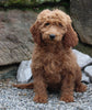 Goldendoodle For Sale Millersburg OH Female-Nadia