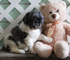 AKC Registered Standerd Poodle For Sale Millersburg OH Male-Asher