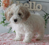 Cockapoo For Sale Holmesville OH Female-Kierra