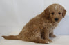 Mini Goldendoodle For Sale Beach City OH Female-Nala