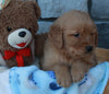 AKC Registered Golden Retriever For Sale Brinkhaven OH Male-Diesel