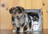 German Shepherd Mix For Sale Millersburg OH Male-Jenson