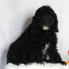 F1B Medium Labradoodle For Sale Millersburg OH Male-Fred SOLD